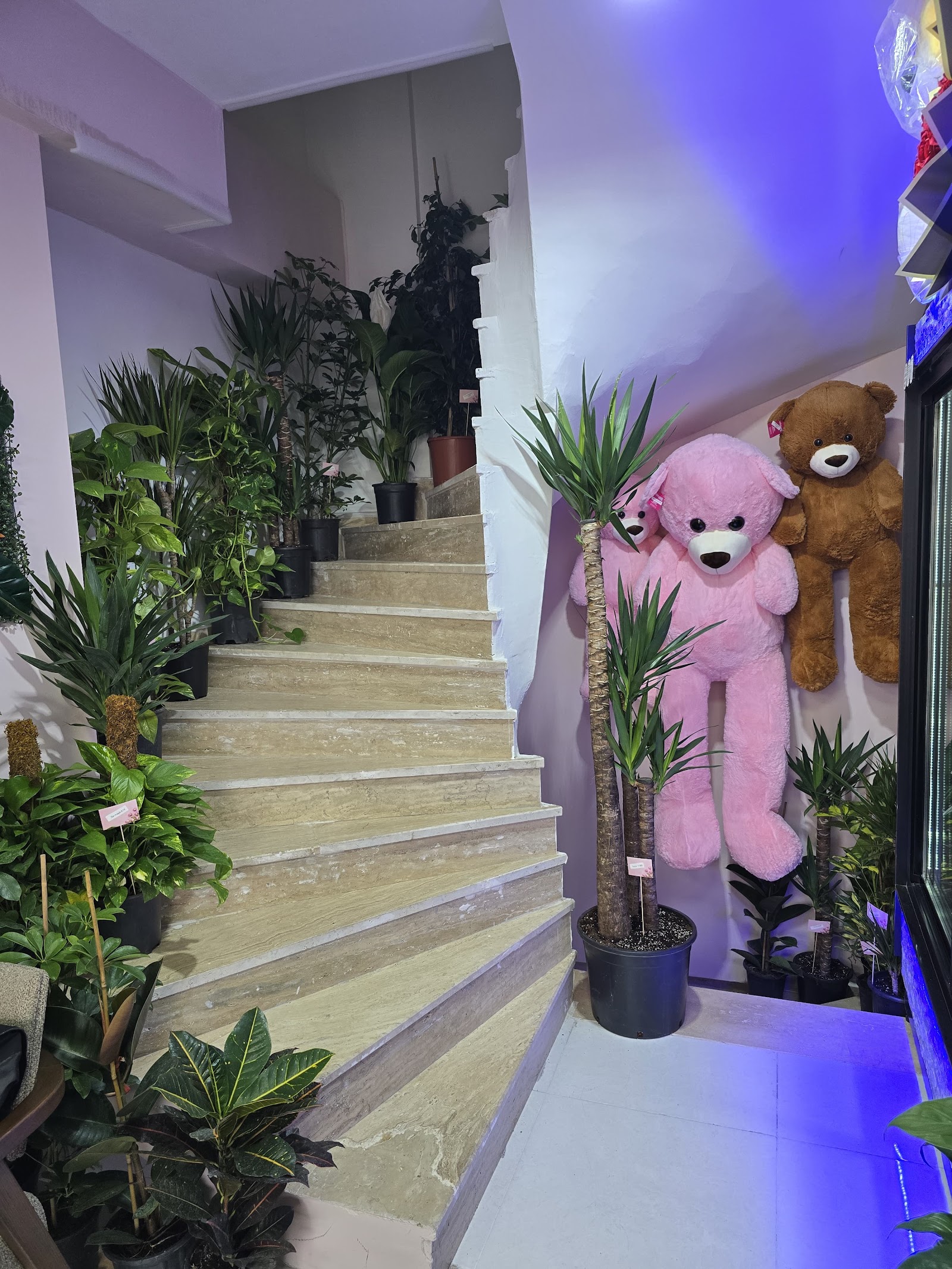 Papatya çiçek evi